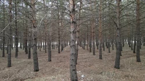 Wald hautnah