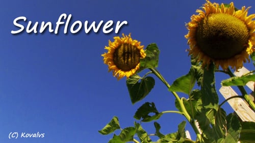 Sunflowers Against Bright Blue Sky