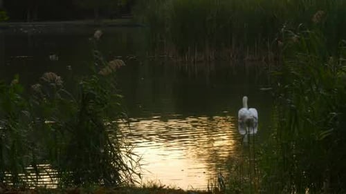 White Swan flota lentamente en el lago en las cañas
