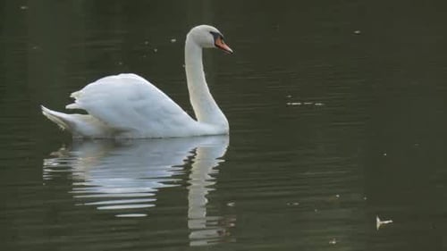 White Swan And Wild Grey Duck Float At The Lake