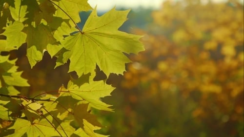Herbst-Hintergrund
