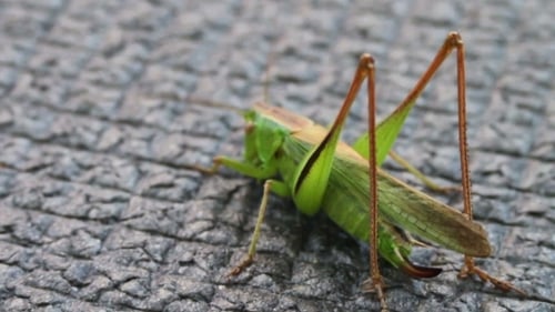 Green Grasshopper