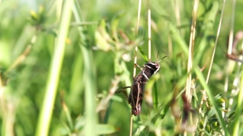 Sauterelle dans l'herbe verte