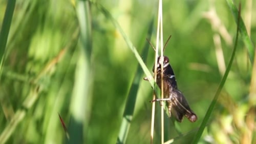 Grasshopper In The Green Grass