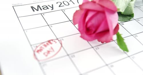 Pink rose on calendar