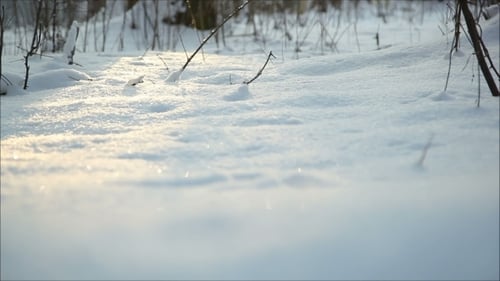 Winter Forest In Snow