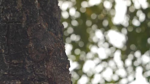 Tree Bark Texture with Bokeh Background