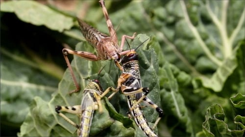Grasshoppers on Green Leaves Eating