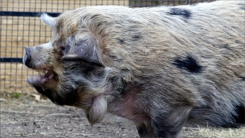 Furry Pig Chewing with Mouth Open on Farm