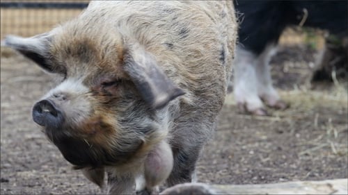 Adorable Furry Pig Sniffs and Chomps on Farm