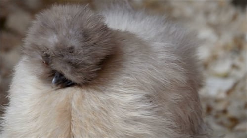 Una especie de pollo sedoso con plumas blancas