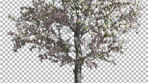 Dünner Apfelbaum mit rosa Blüten, Frühlingsschnitt