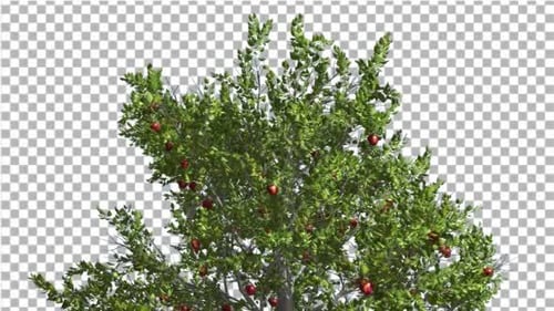 Apple Tree Red Apples Cut of Chroma Key Tree auf