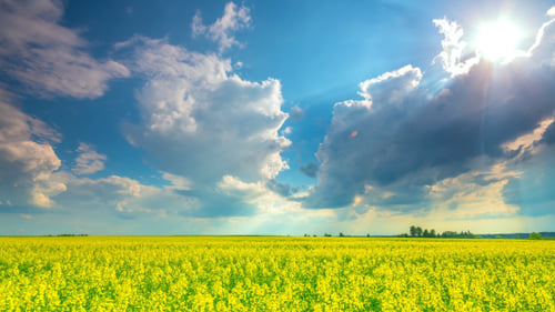 Rape Field And Dramatic Sky