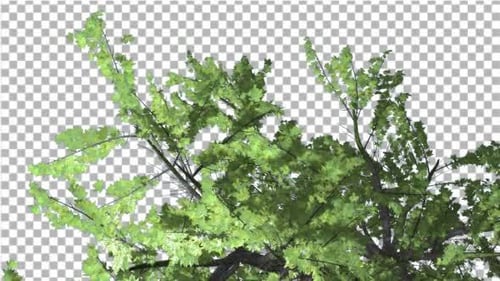 Top of Plitvice Ahornbaum, geschnitten von Chroma Key Tree