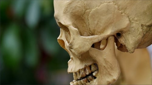 The Human Skull Preserved for Study