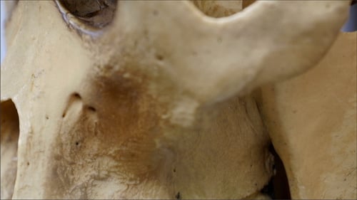 A Skull of an Ape with its Fangs and Teeth