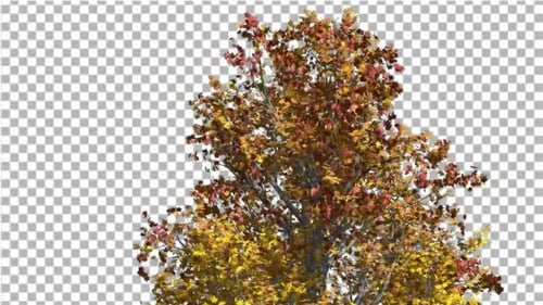 Mountain Maple Tree Crown Cut of Chroma Key Tree
