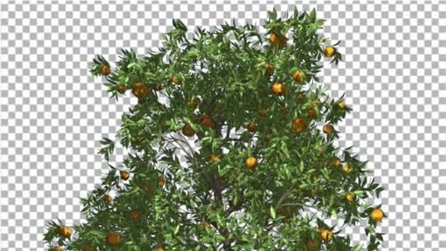 Orange Tree Fruits Cut of Chroma Key Tree on Alfa