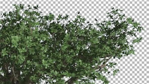 Realistic Animated Green Bush with Moving Leaves
