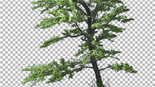 Arce de Plitvice cortado de Chroma Key Tree en