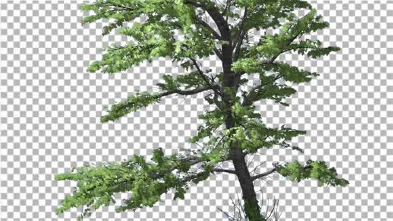 Royalty-Free Tree Motion Graphics - Envato