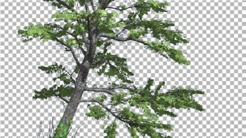 Arce de Plitvice cortado de Chroma Key Tree en