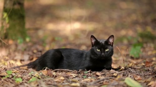 Young Black Cat Is Resting In The Forest