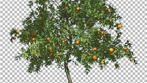 Dünner Orangenbaum mit Früchten von Chroma Key