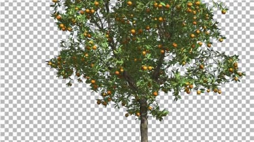 Dünner Orangenbaum mit Früchten von Chroma Key