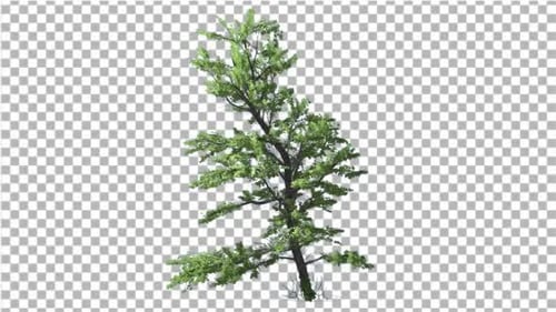Plitvice Maple Tree Cut of Chroma Key Tree on