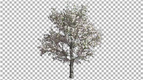 Apple Tree Pink Flowers Cut of Chroma Key Tree on