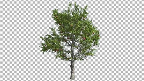 Rote Früchte des Apfelbaums, geschnitten von Chroma Key Tree