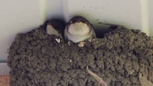 Two Baby Birds in Mud and Saliva Nest