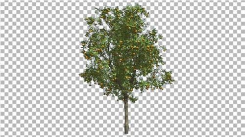 Orange Tree Fruits Small Thin Tree Cut of Chroma