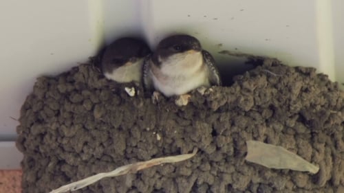Two Baby Birds in a Mud Nest