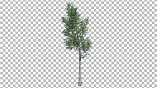 Animated Green Tree Blowing in Wind with Alpha Channel