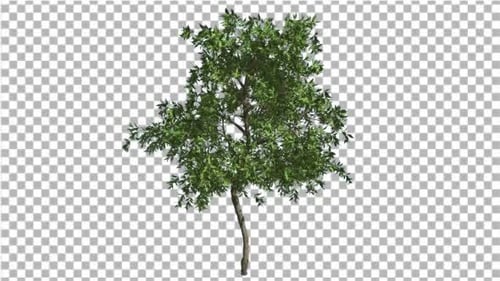 Orange Tree Small Thin Tree Swaying at the Wind