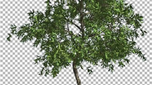 Orange Thin Tree is Swaying at the Wind Green