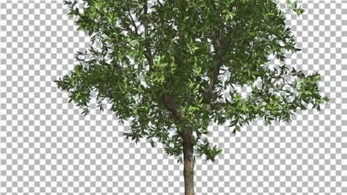 Orange Thin Tree schwankt im Wind Green