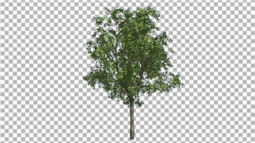 Orangenbaum Kleiner dünner Baum, der sich im Wind wiegt