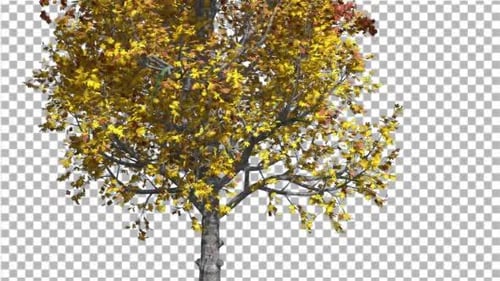 Mountain Maple Tree schwankt im Wind Gelb