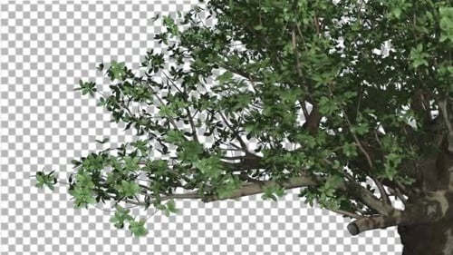Der madagassische Affenbrotbaum ist windig grün