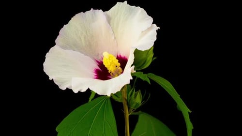 Weiße Hibiskusblüte blüht