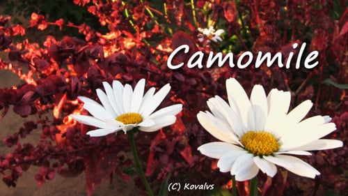 Camomile Flower