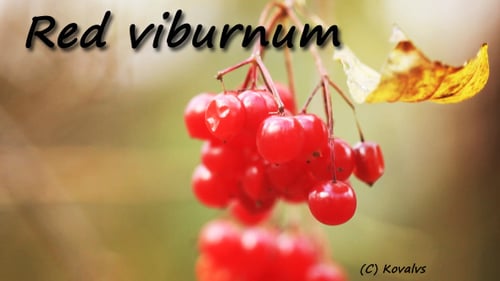 Viorne rouge