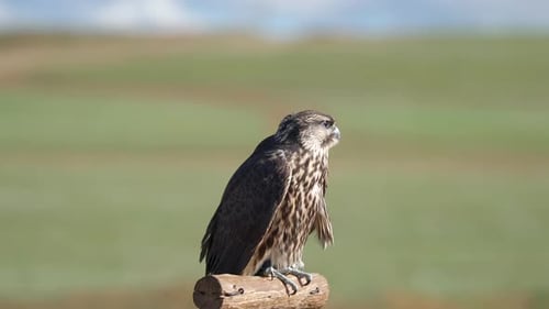 Young Hawk Perched on Wooden Post Surveys Surroundings