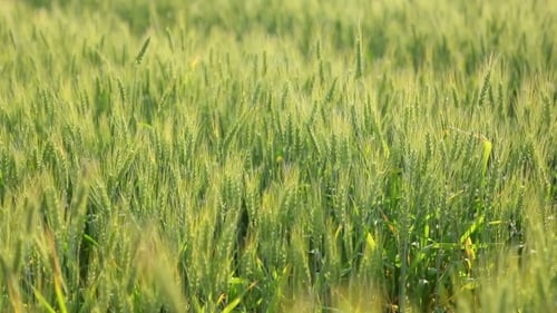 Green Wheat Field
