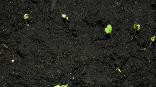 Junge grüne Sprossen auf schwarzem Bio-Boden