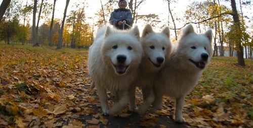 Woman Walking Samoyed Dogs in Autumn Park